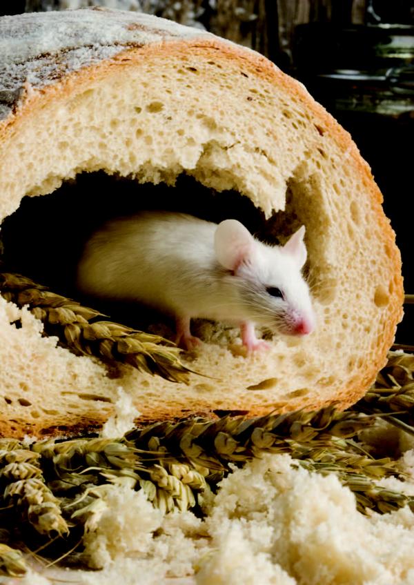 Maus im Brot - Copyright Bildmaterial: Gesa Hygiene-Gruppe